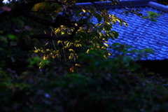 残照　照葉萌える