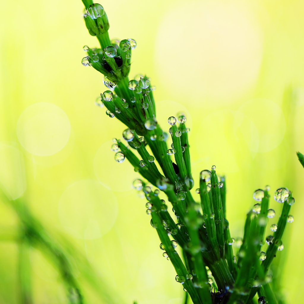 スギナの意外な能力