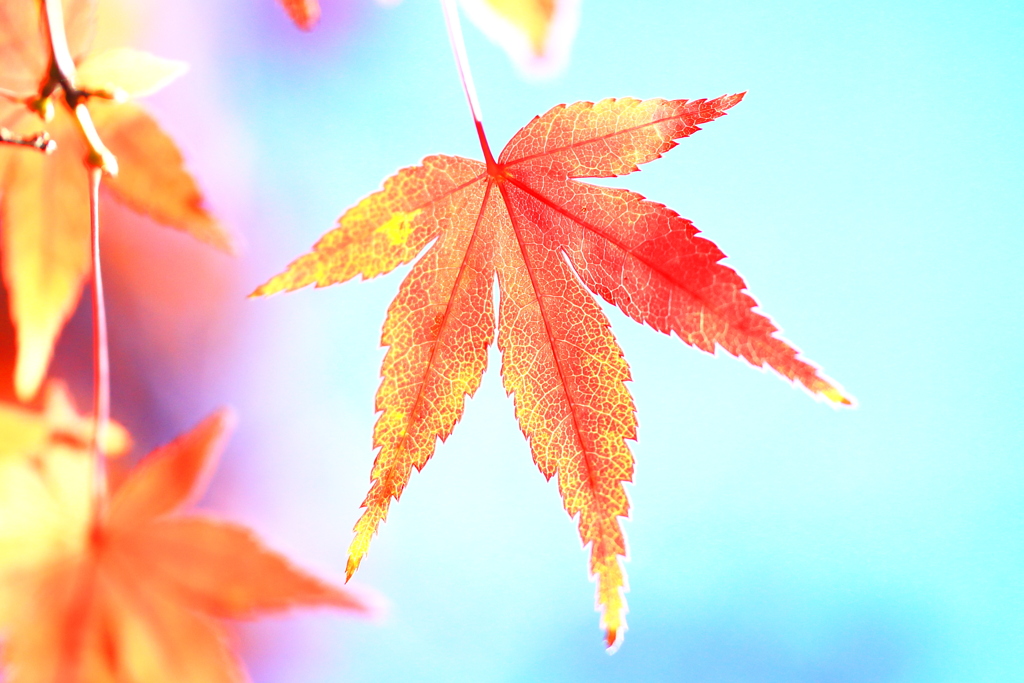 好き好んで紅葉しているわけではない