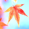 好き好んで紅葉しているわけではない
