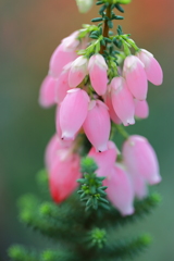 ふっくらももちゃん