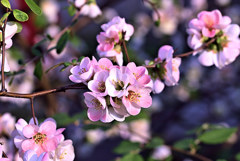 木瓜三昧　　壱の㈡