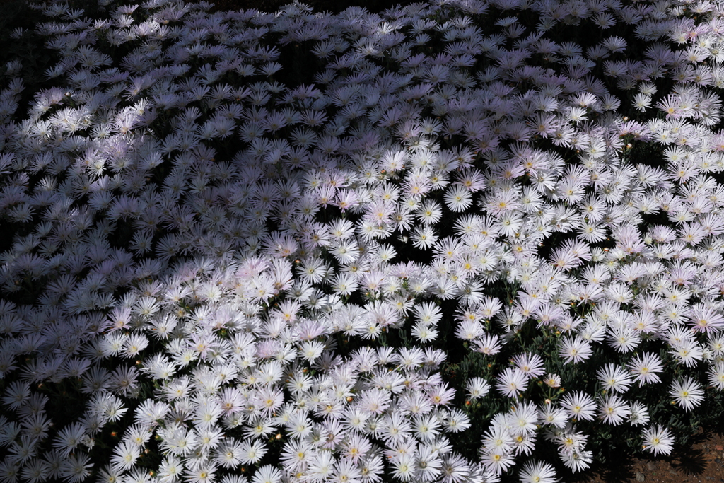 秘密の花園　マツバギク　白
