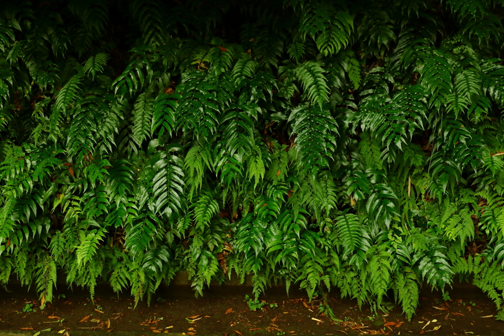 熱帯雨林・・・・　の様な