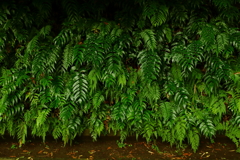 熱帯雨林・・・・　の様な