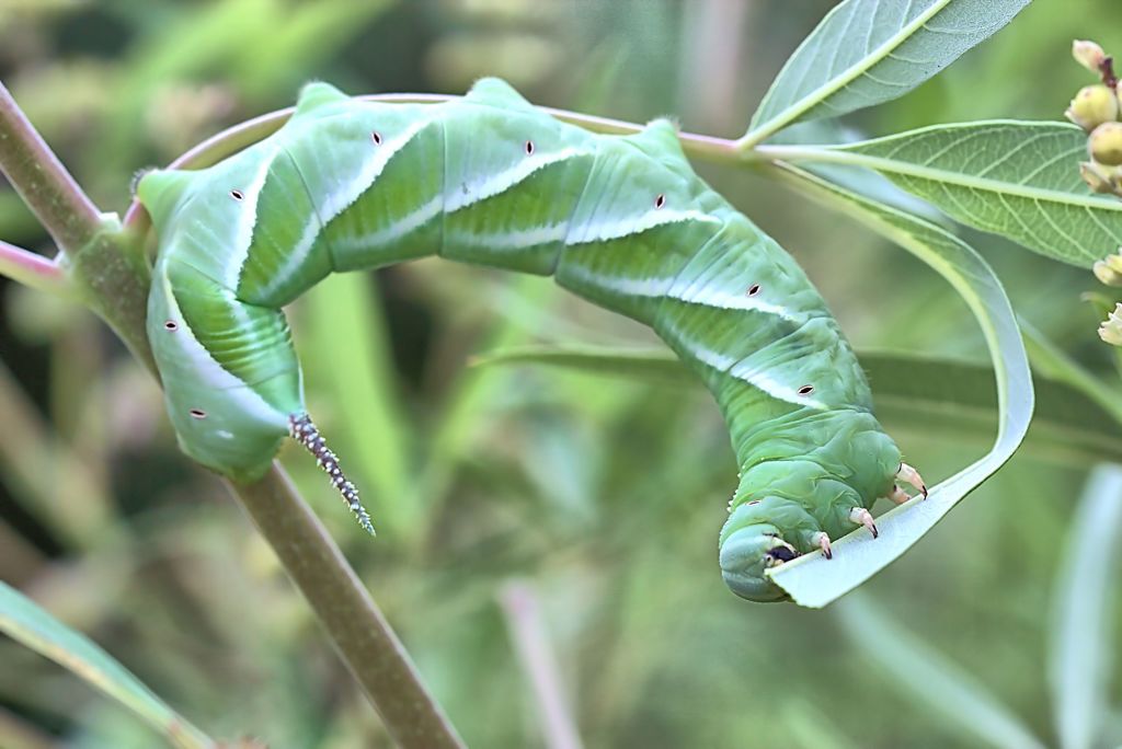 この成虫は大の苦手　　【蛾の幼虫：閲覧厳重注意】