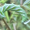 この成虫は大の苦手　　【蛾の幼虫：閲覧厳重注意】