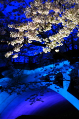 桜と橋と