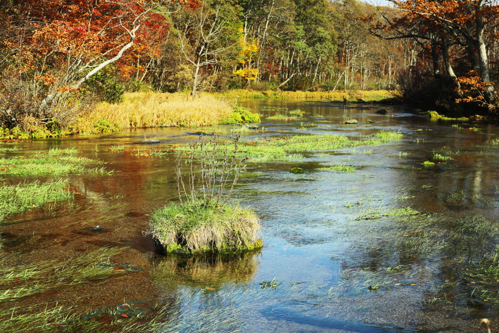とにかく清流、清く美しい！　グダリ沼
