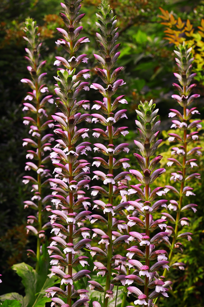 サ　ス　が　に　ア　カ　ン