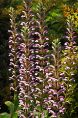 サ　ス　が　に　ア　カ　ン