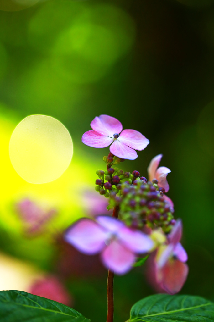 装飾花の悲哀