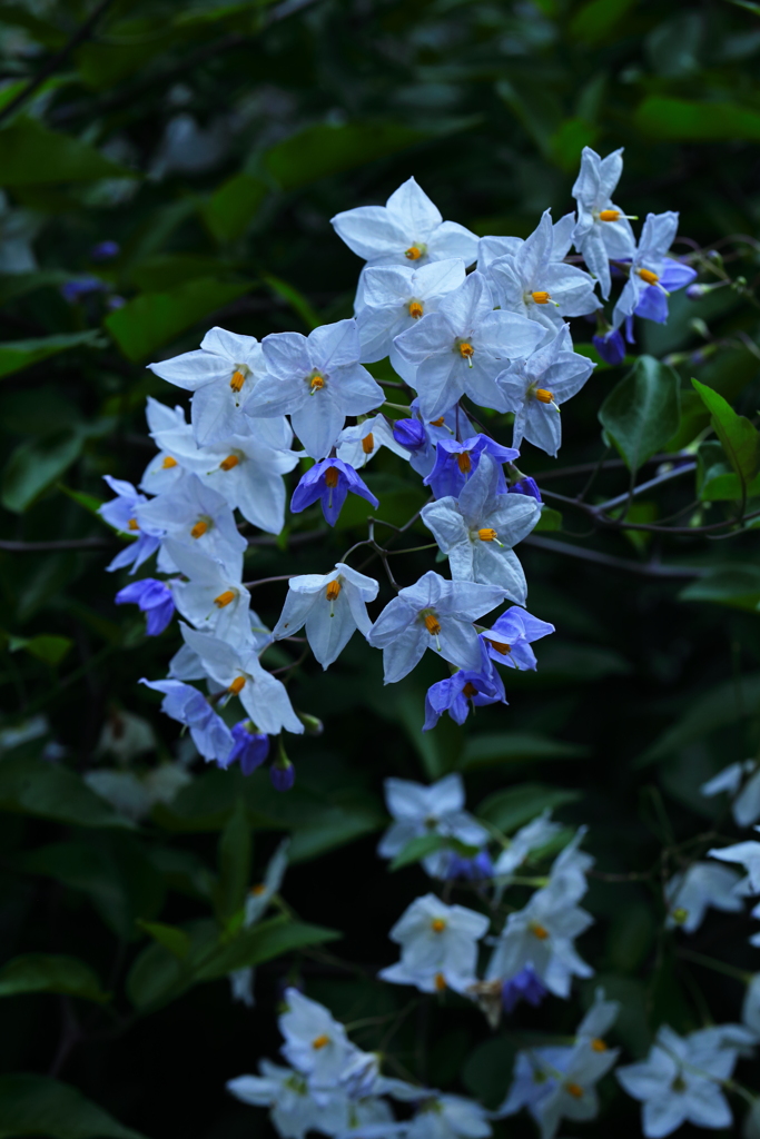 蔓花茄子（つるはななす）