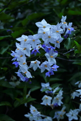 蔓花茄子（つるはななす）