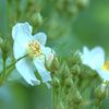 野茨（のいばら）の気になった点