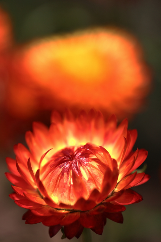 Ｍｙ　Ｆｅｒｂｅｒｉｔｅ　Ｆｌｏｗｅｒ