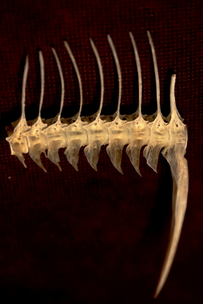 魚の骨　　骨格標本