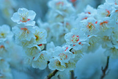 鈴生り　　豊作？