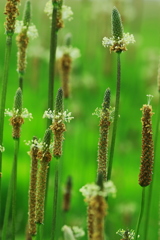 雑草界きってのお洒落さん