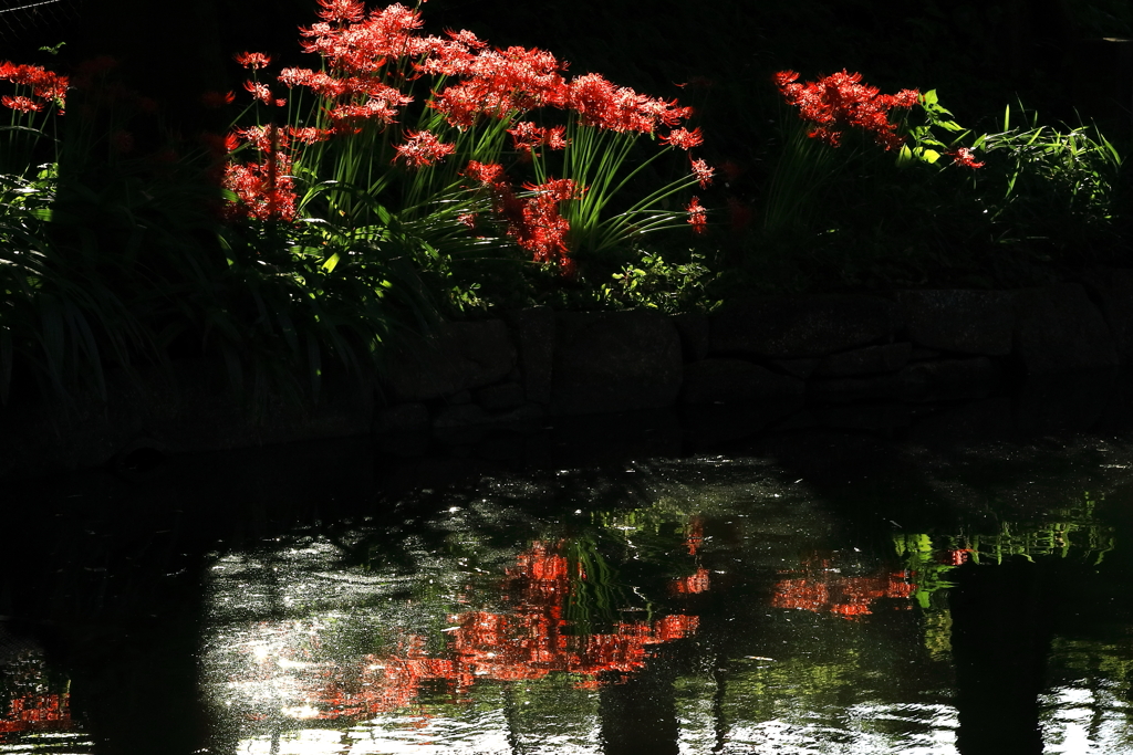 汀(みぎわ)に立つ華