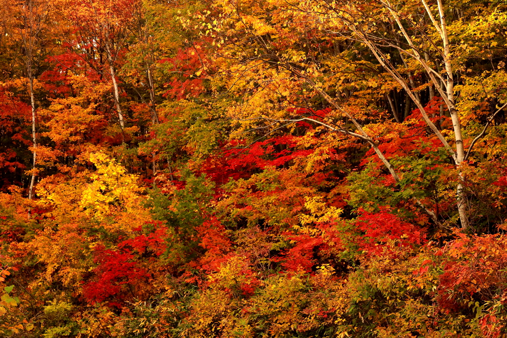 紅葉色のパレット