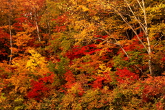 紅葉色のパレット