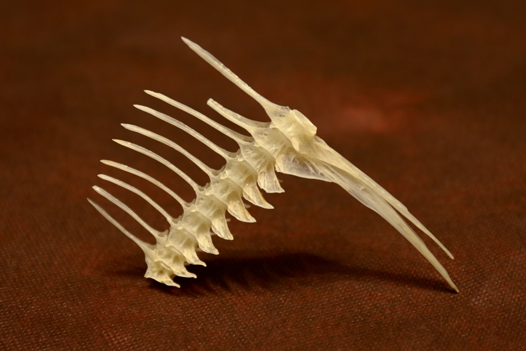 Ｏｂｊｅｔ（仏）