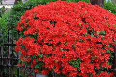 映山紅（つつじ）の旬