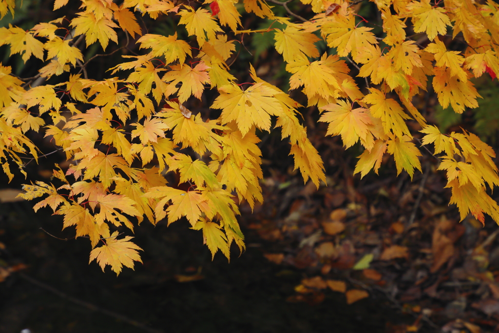 紅葉の構成要素　完熟