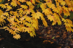 紅葉の構成要素　完熟