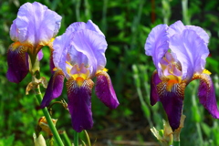 美しいと表現するだけでは足りない