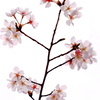 桜　を　桜　としているのは　萼