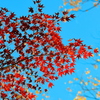 紅（あか）の陰影