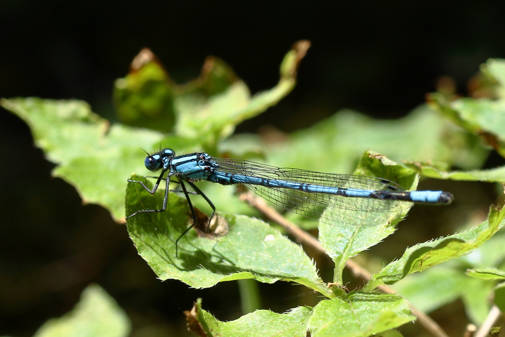 ルリイトトンボ　３