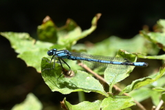 ルリイトトンボ　３