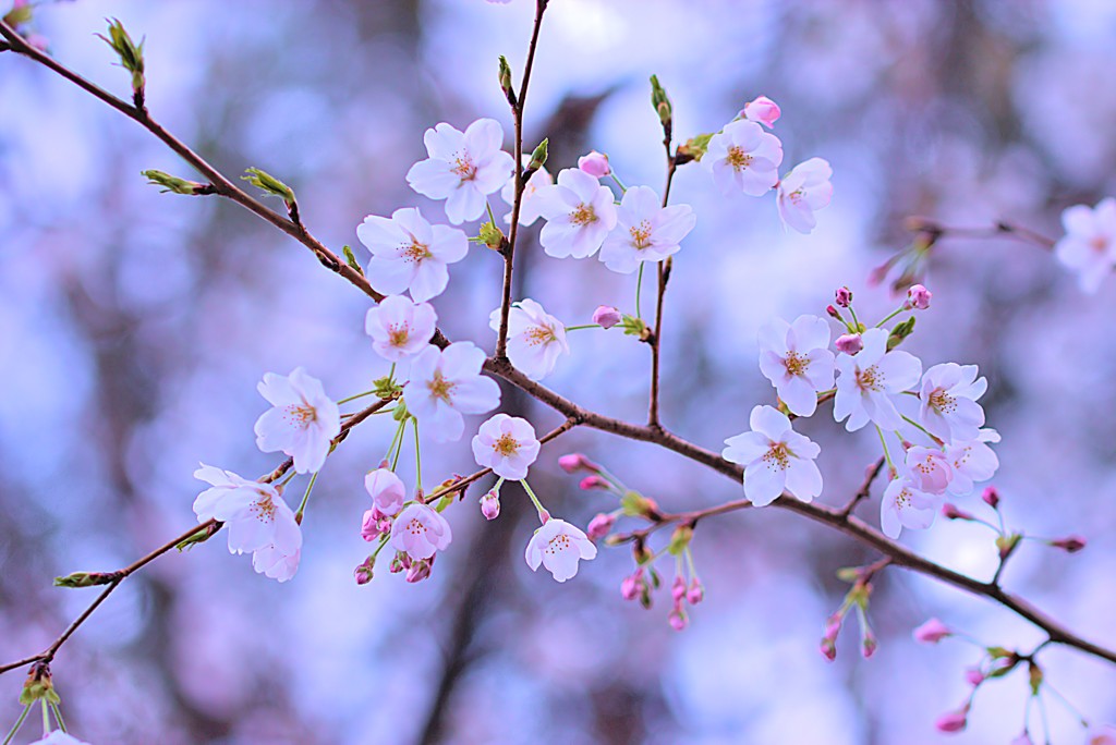 蕾の薄桃色に染まる