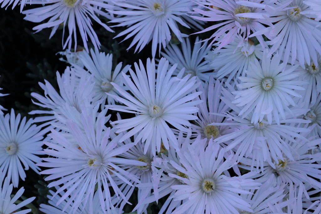 秘密の花園　マツバギク　白