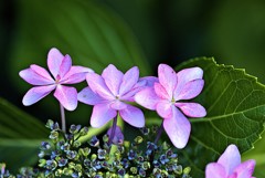 装飾花の本音 装飾花の本音