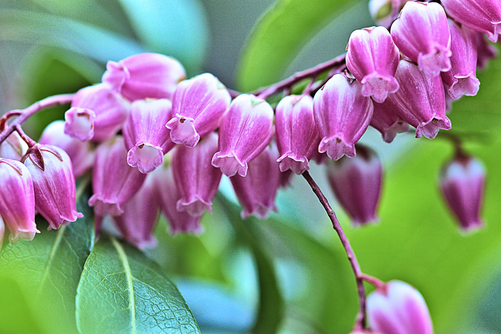 女神　Ｐｉｅｒｉｓ（ピエリス）