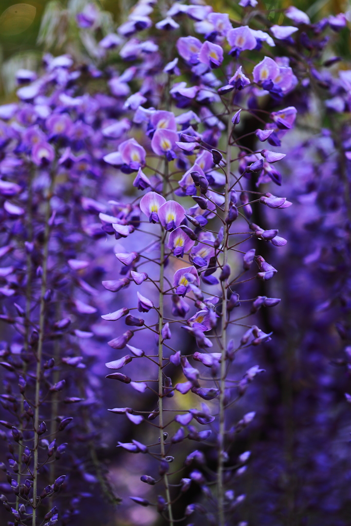花開く