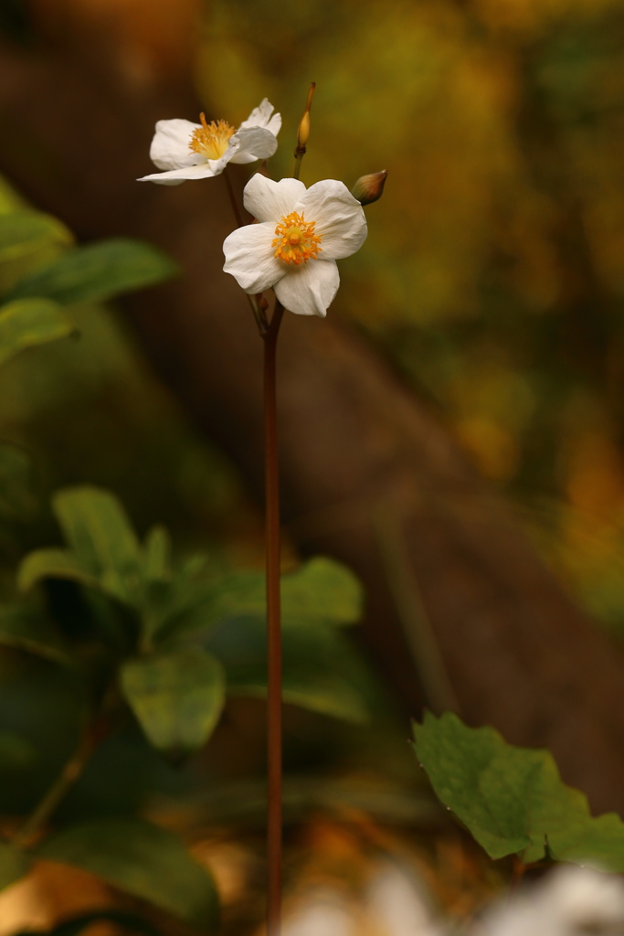 今一つ自信のない花の名　（判明：白雪芥子）