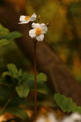 今一つ自信のない花の名　（判明：白雪芥子）