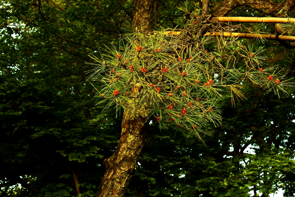 あっ、これ「葉っぱ」なんだと意識した瞬間