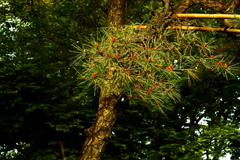 あっ、これ「葉っぱ」なんだと意識した瞬間