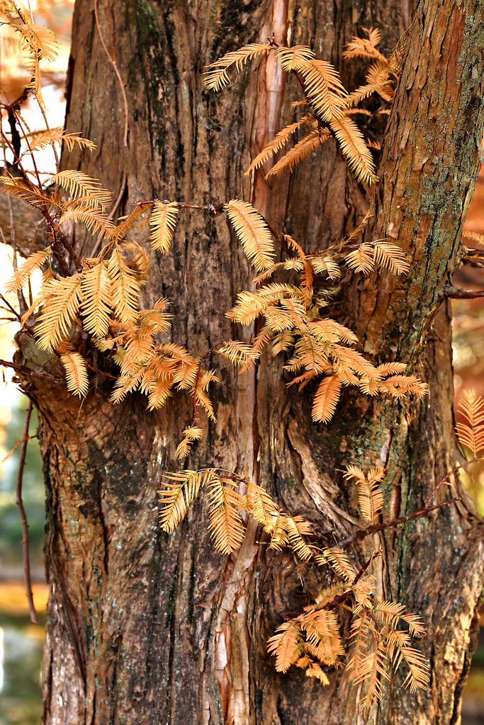 生きている化石　メタセコイアの秋