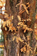 生きている化石　メタセコイアの秋