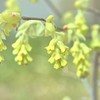 マンサク科トサミズキ属　　土佐水木