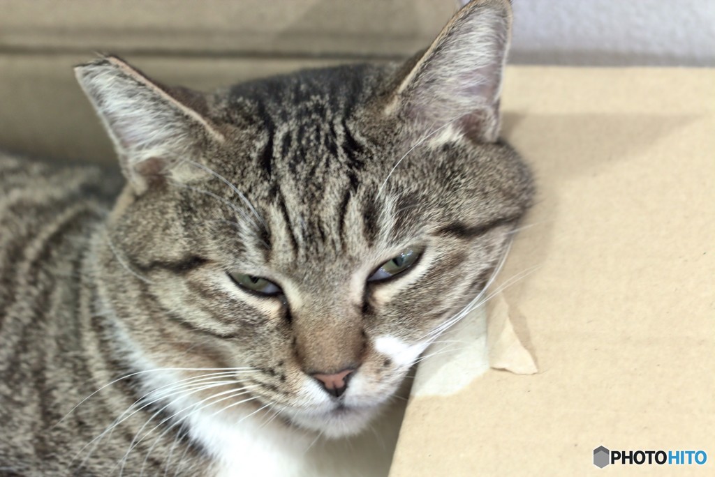 猫　と　箱　の　関係　　２　不機嫌