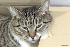 猫　と　箱　の　関係　　２　不機嫌