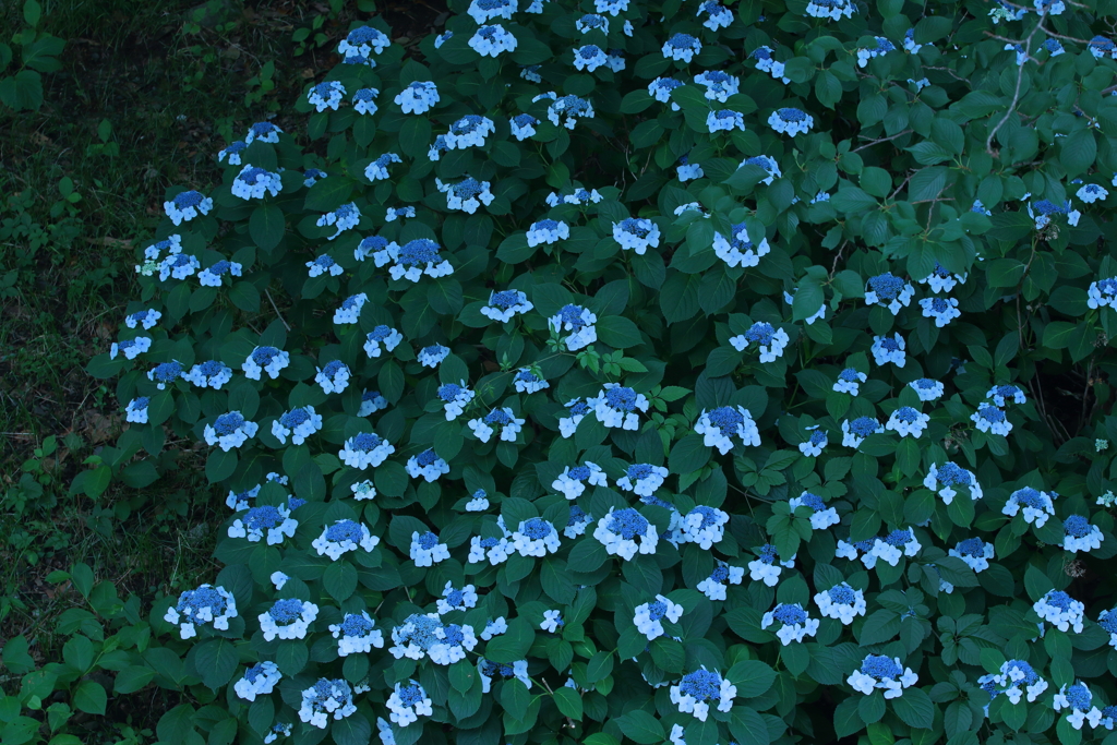 紫陽花大株